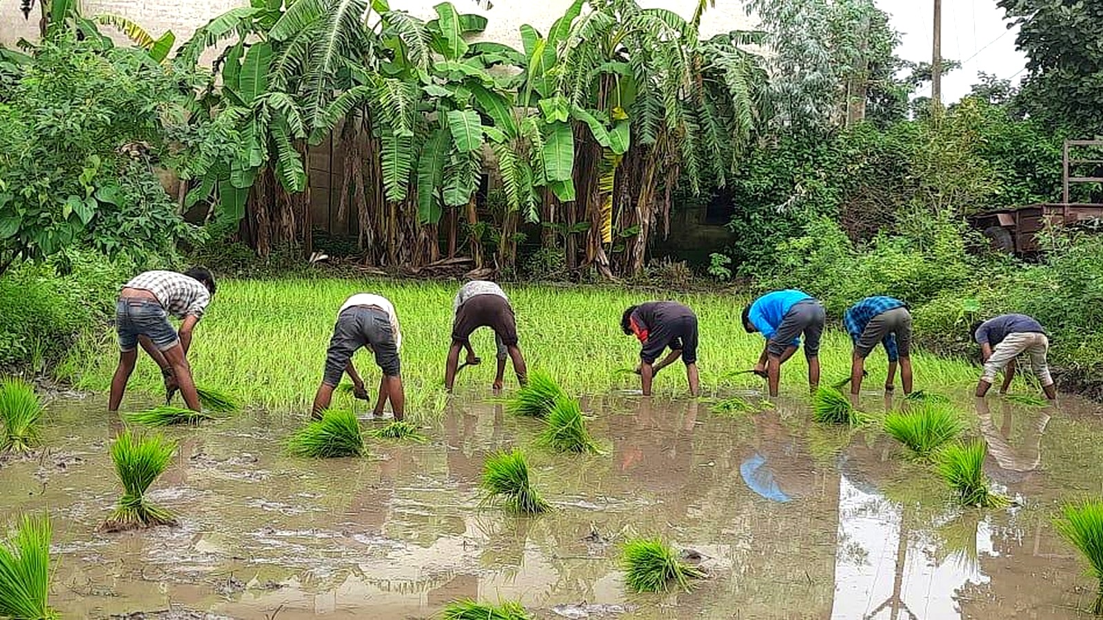 Alternate Wetting and Drying rice carbon programme