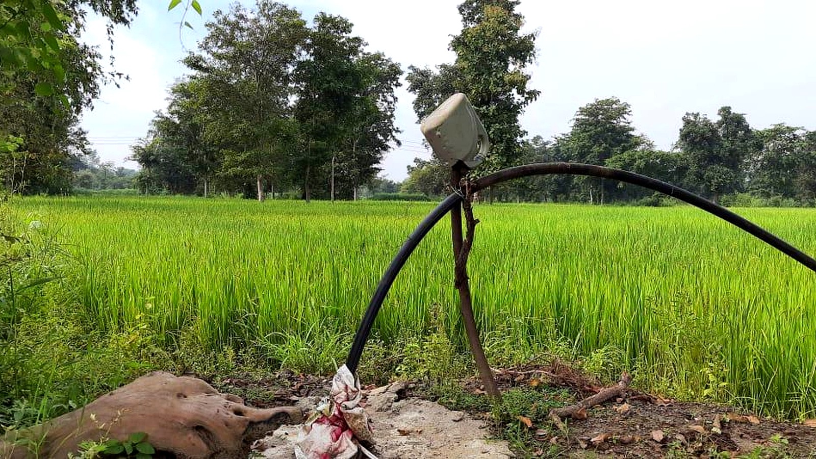 Carbon project feasibility and development