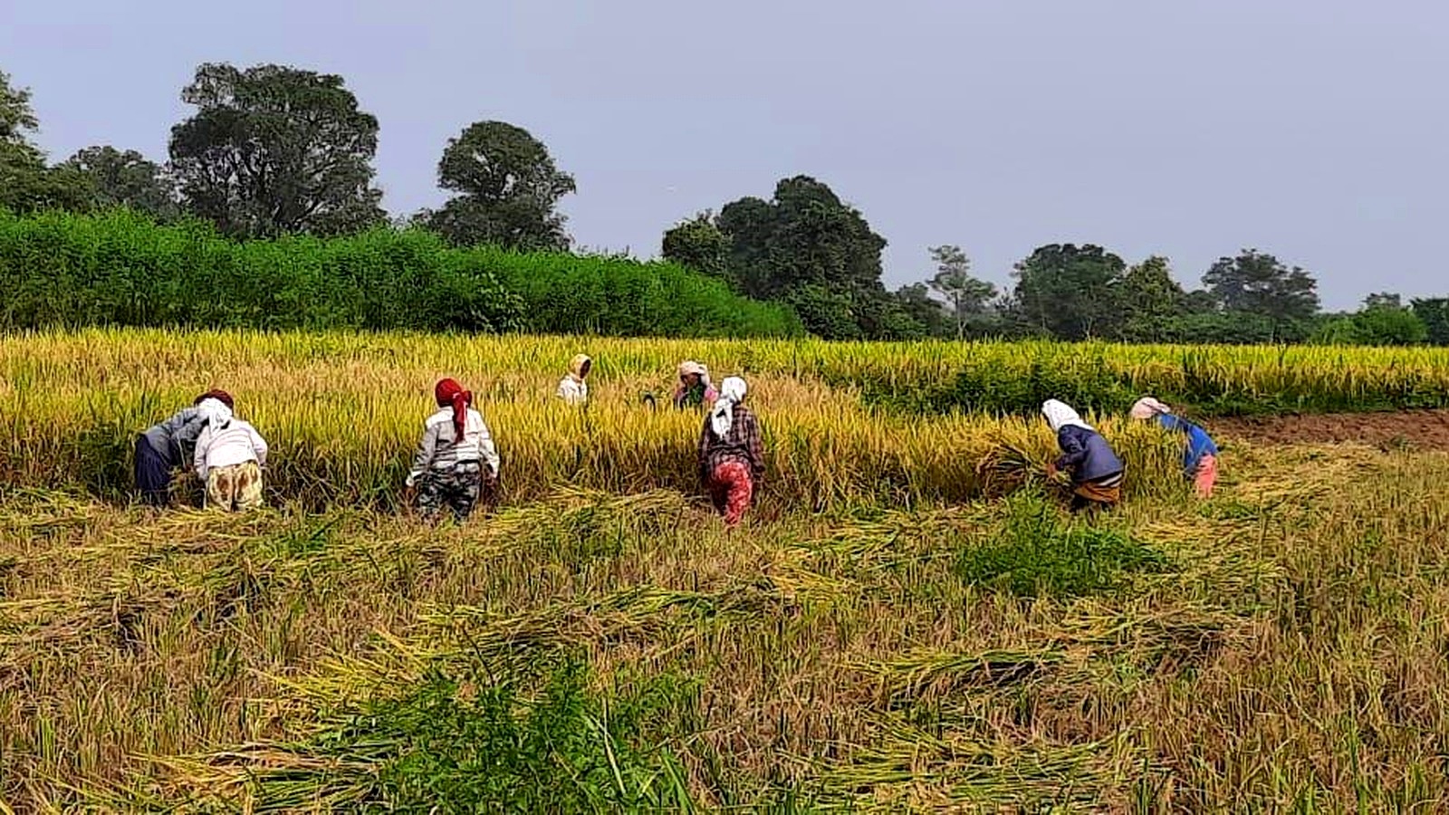 Regenerative agriculture and farm MRV